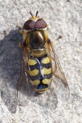 Réf. 321 651 : Eupeodes sp.